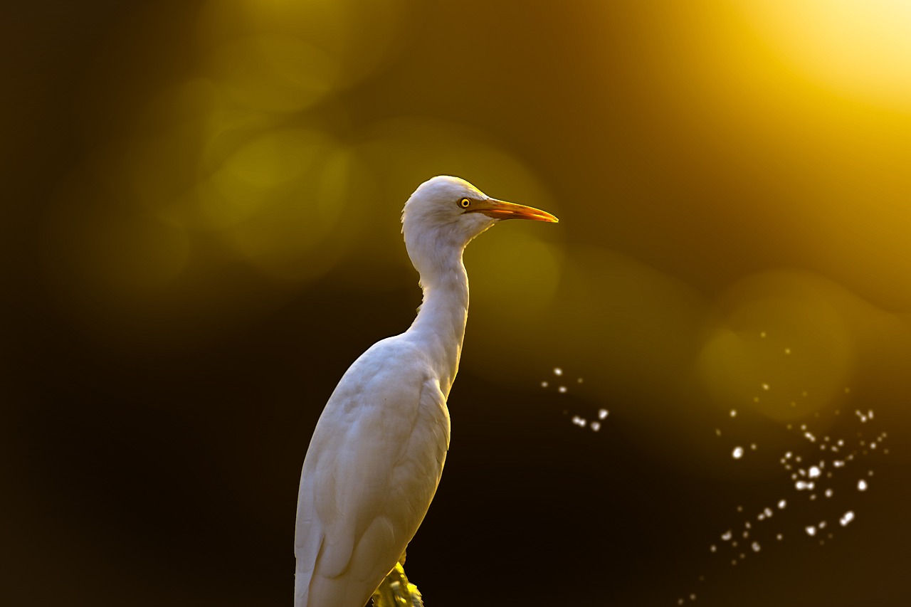 And finally... instant egret