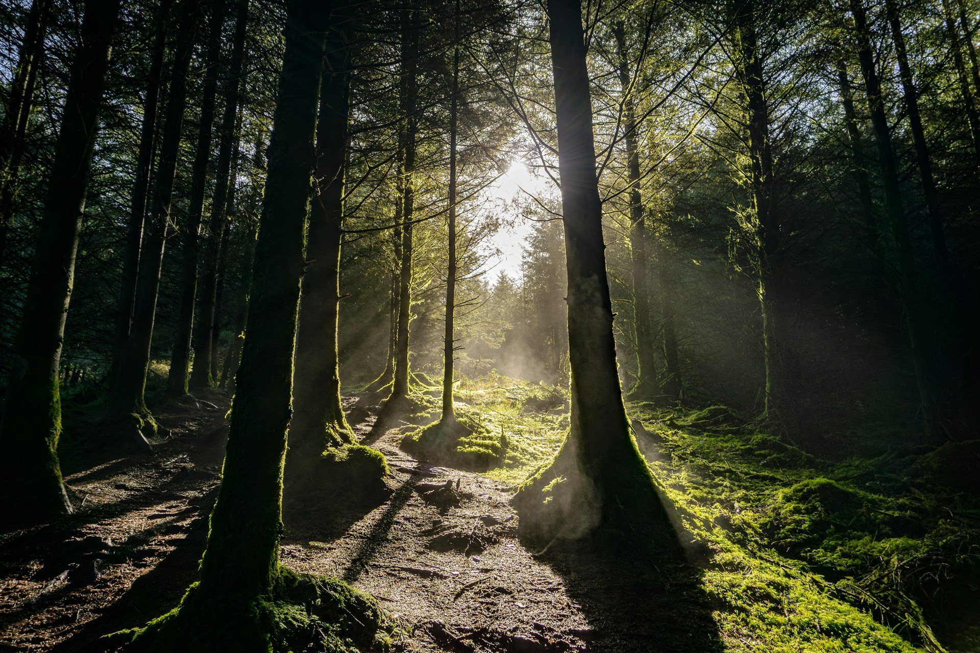 Ed Carrol to chair forestry appeals body