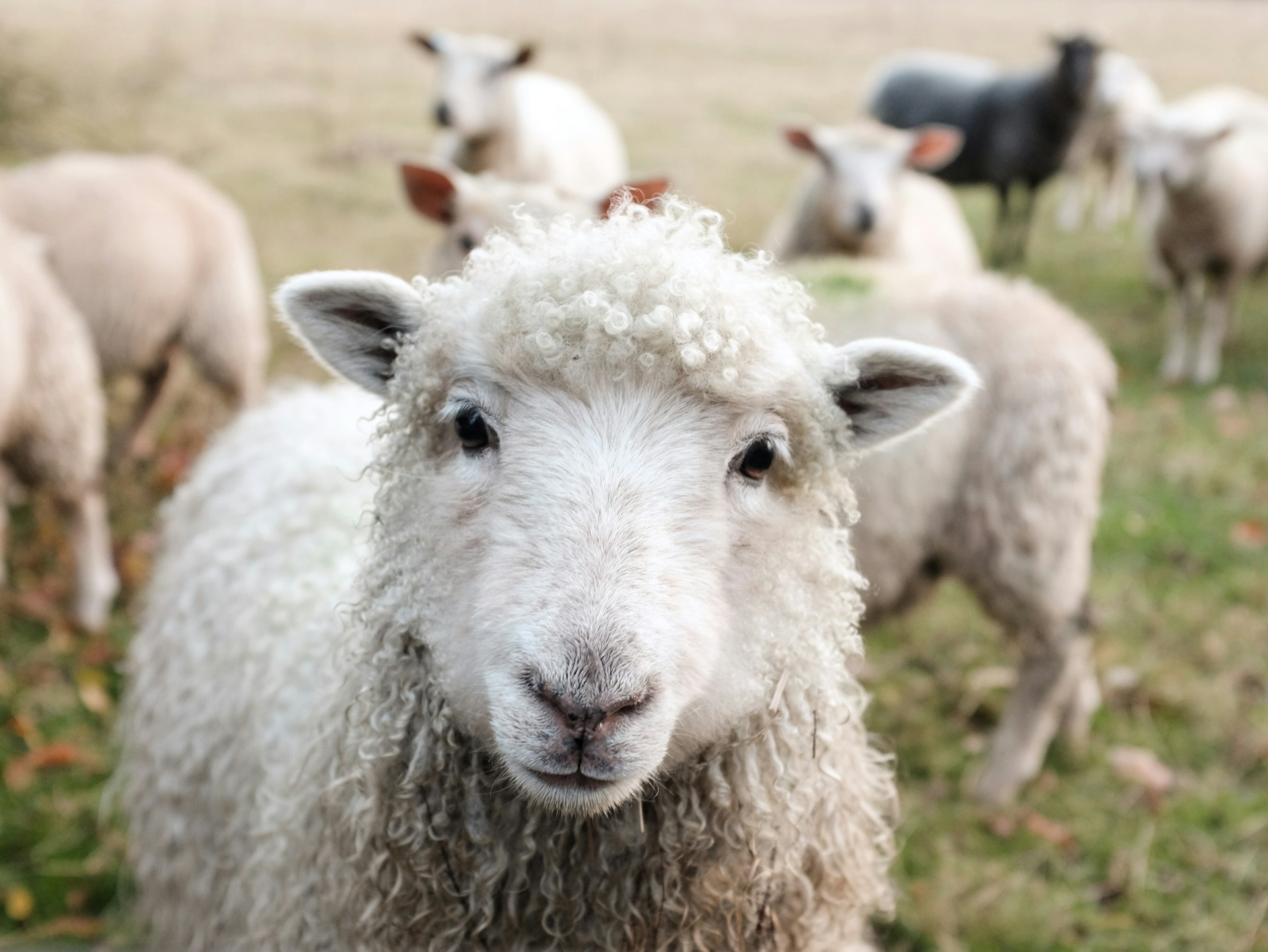 And finally … Ewe can’t say that!