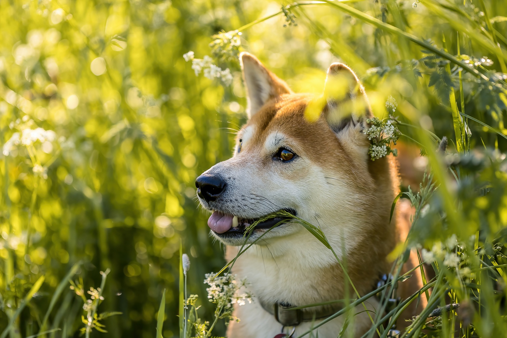 Government approves draft legislation to tighten dog-breeding rules