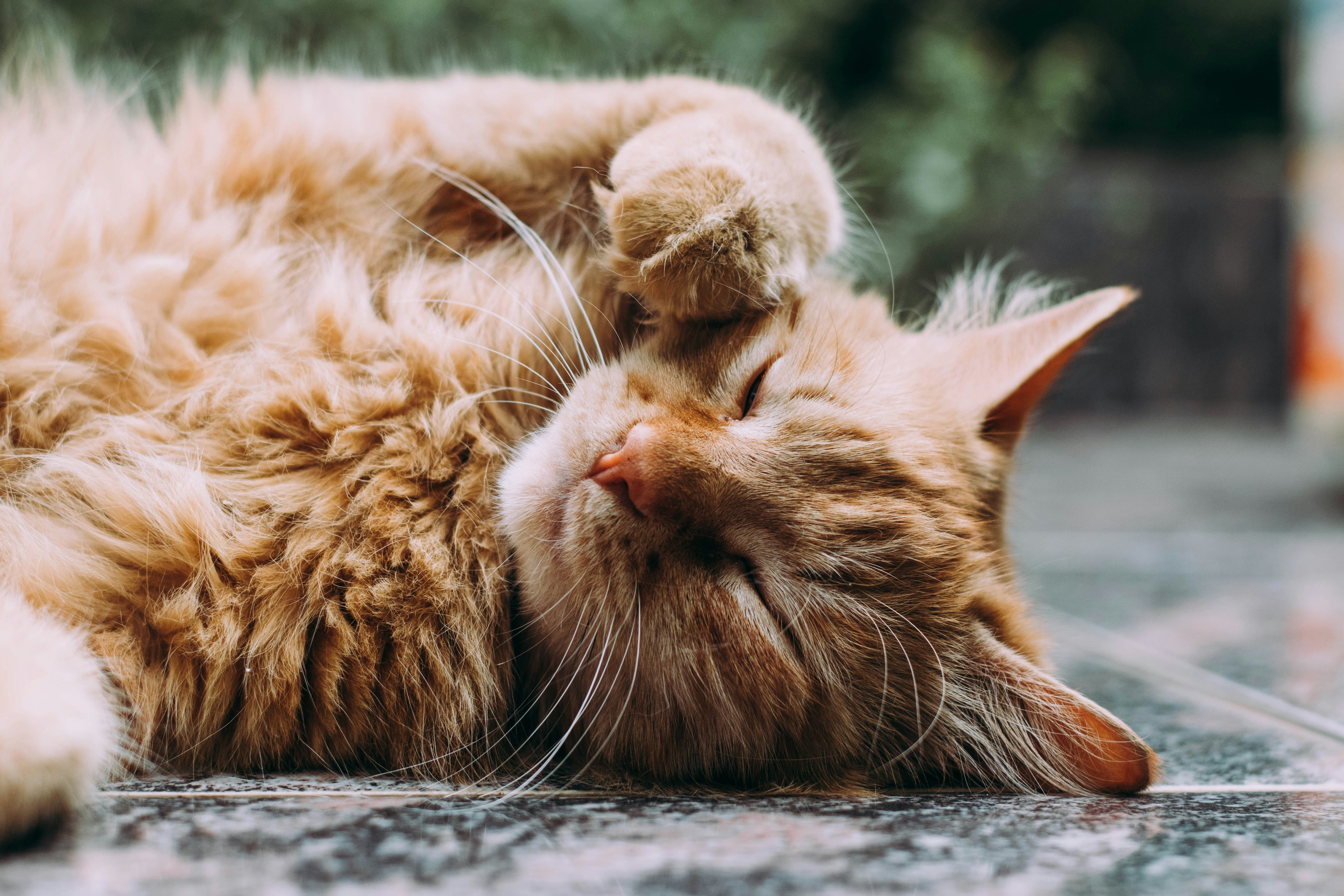 Emma Dumpleton: Inside Ireland's first animal law module