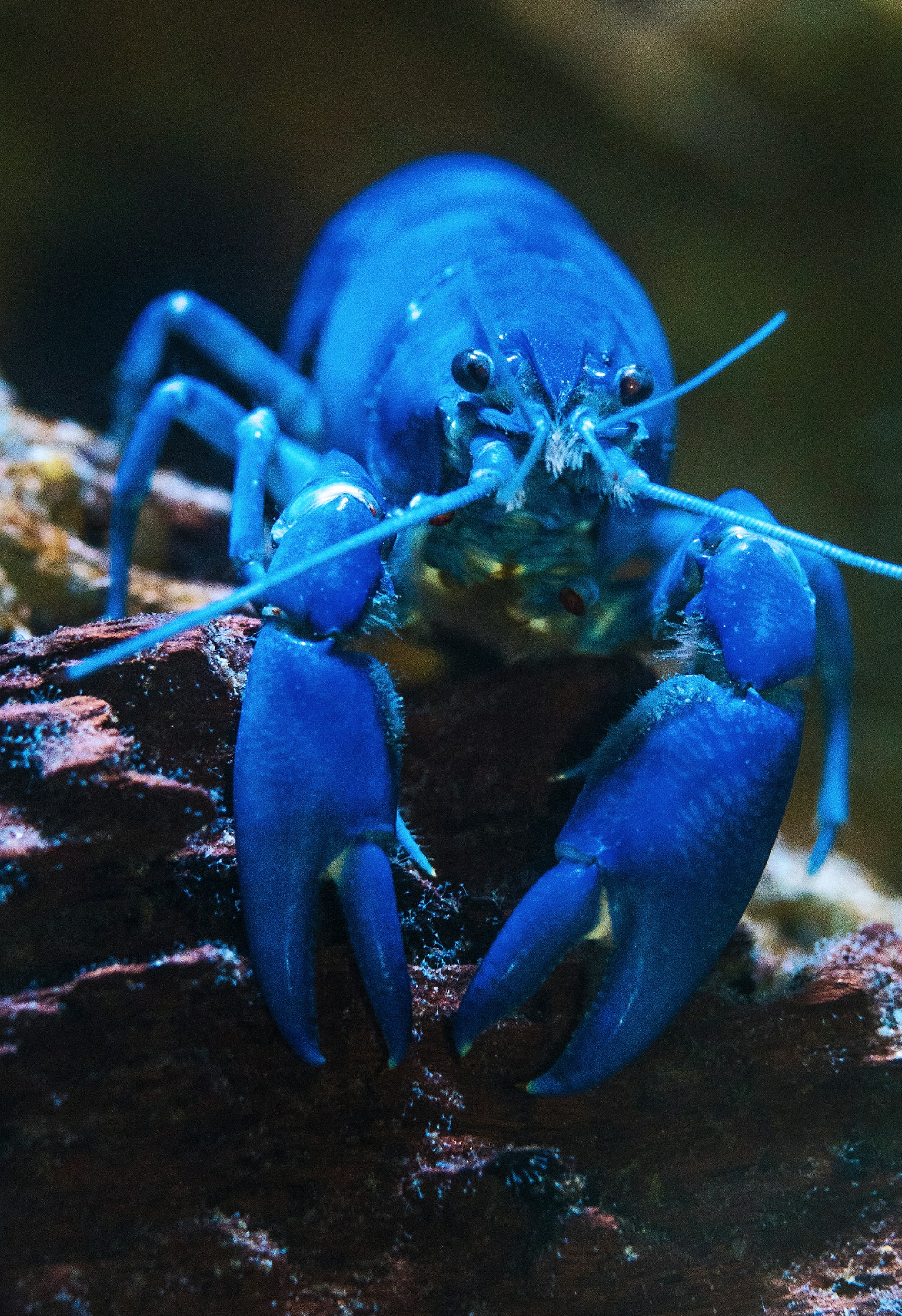 Edie Bowles: DAERA in hot water over live boiling of lobsters and crabs