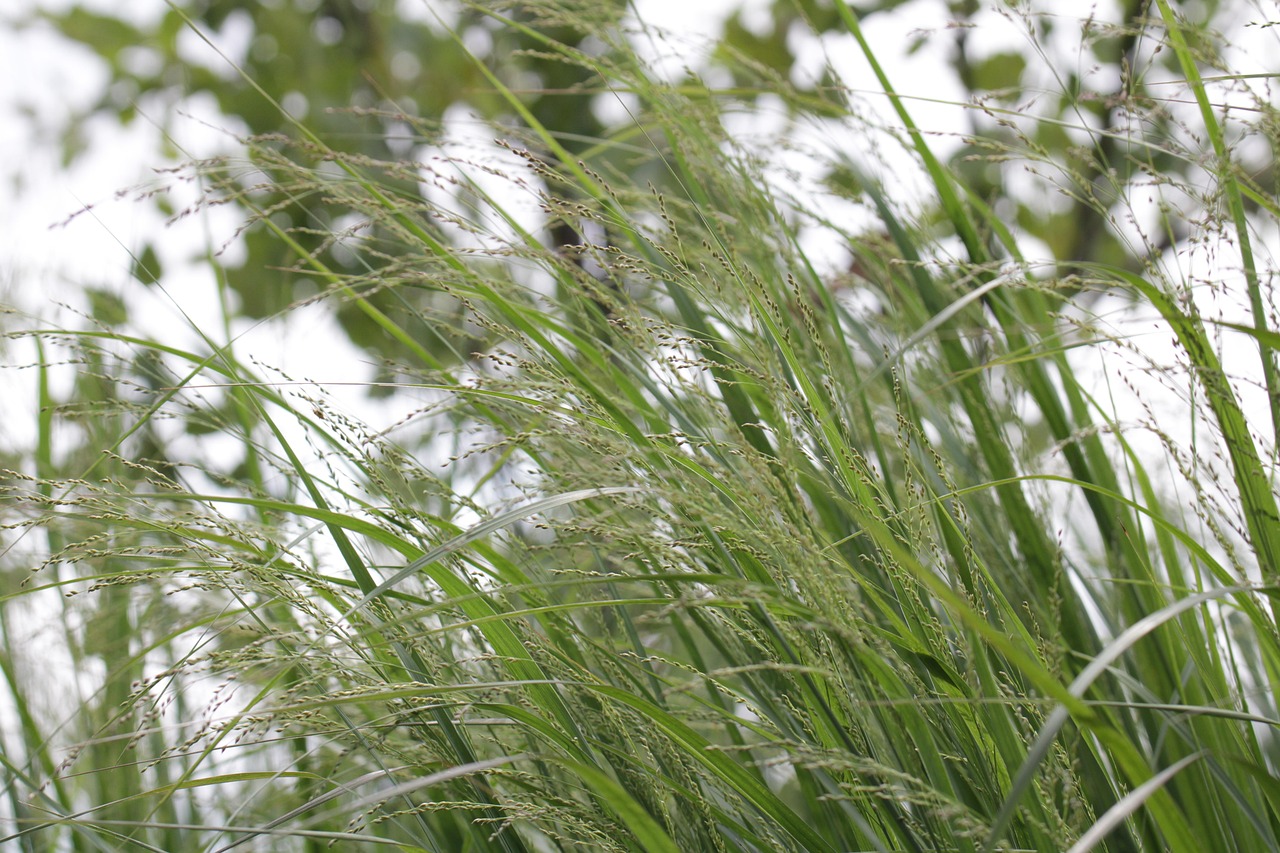 And finally... in the weeds