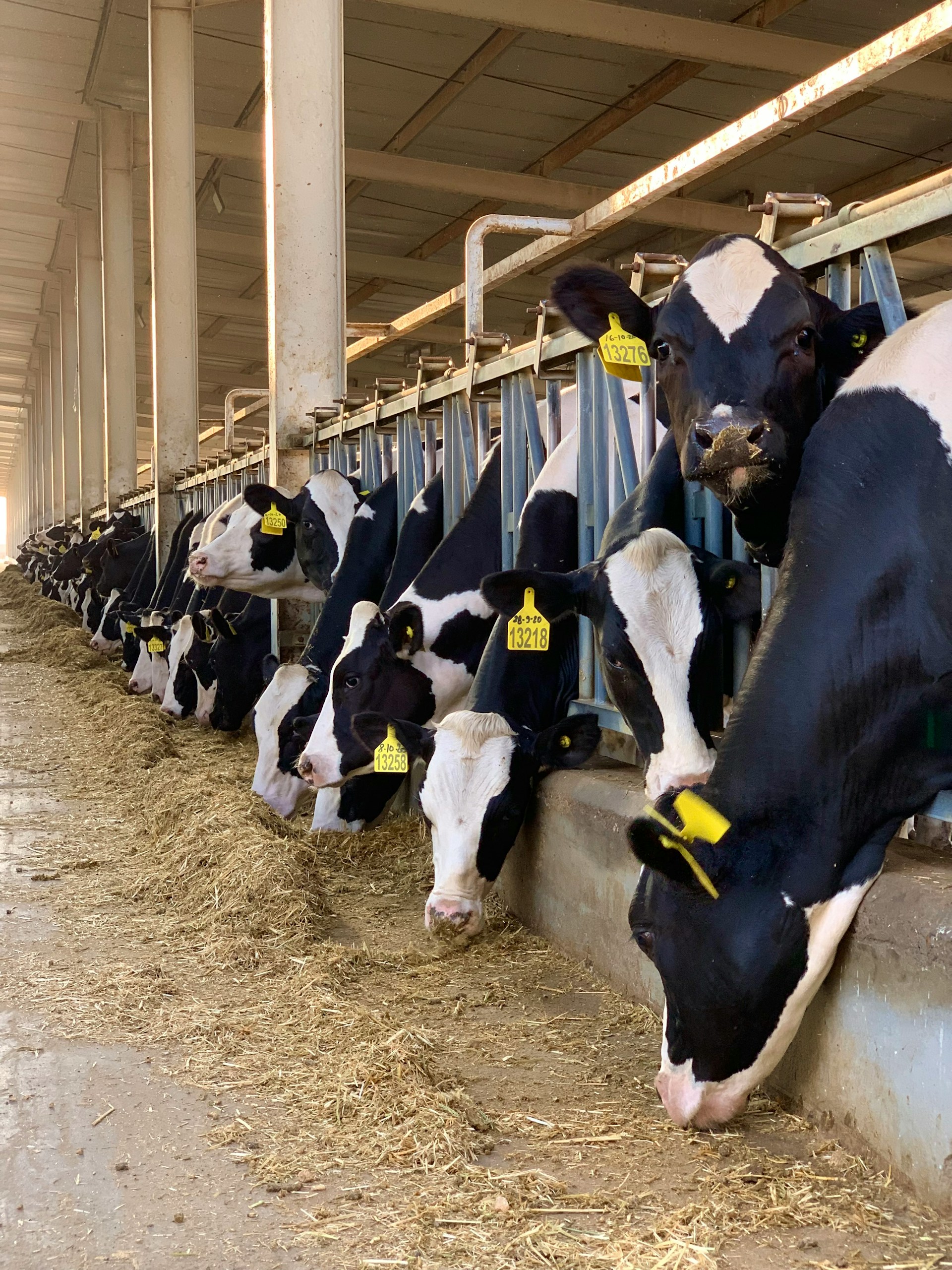 DAERA faces legal threat over farm welfare failures