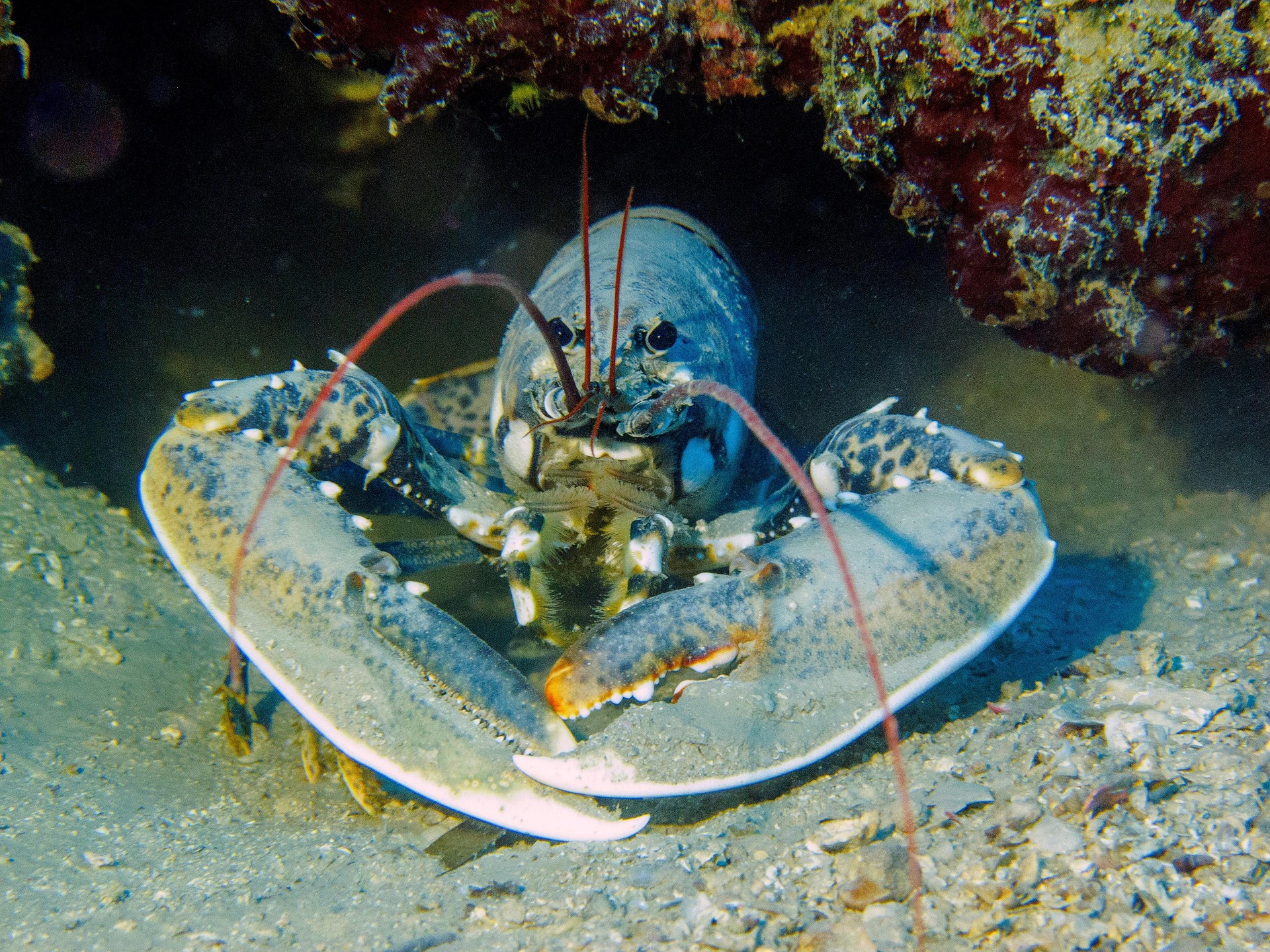 Northern Ireland: Animal charity seeks confirmation live boiling of lobsters breaches law