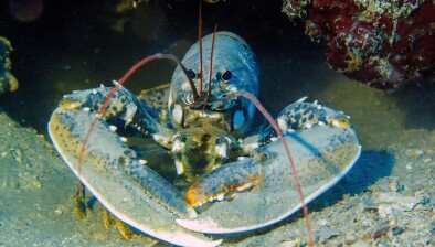 Box image