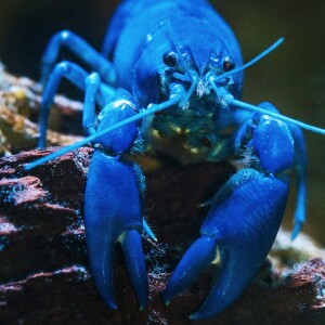 Edie Bowles: DAERA in hot water over live boiling of lobsters and crabs