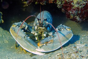 Box image