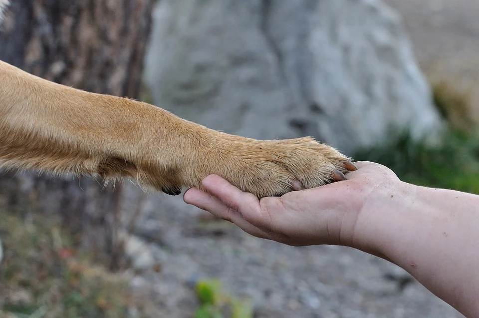 And finally... paws for concern