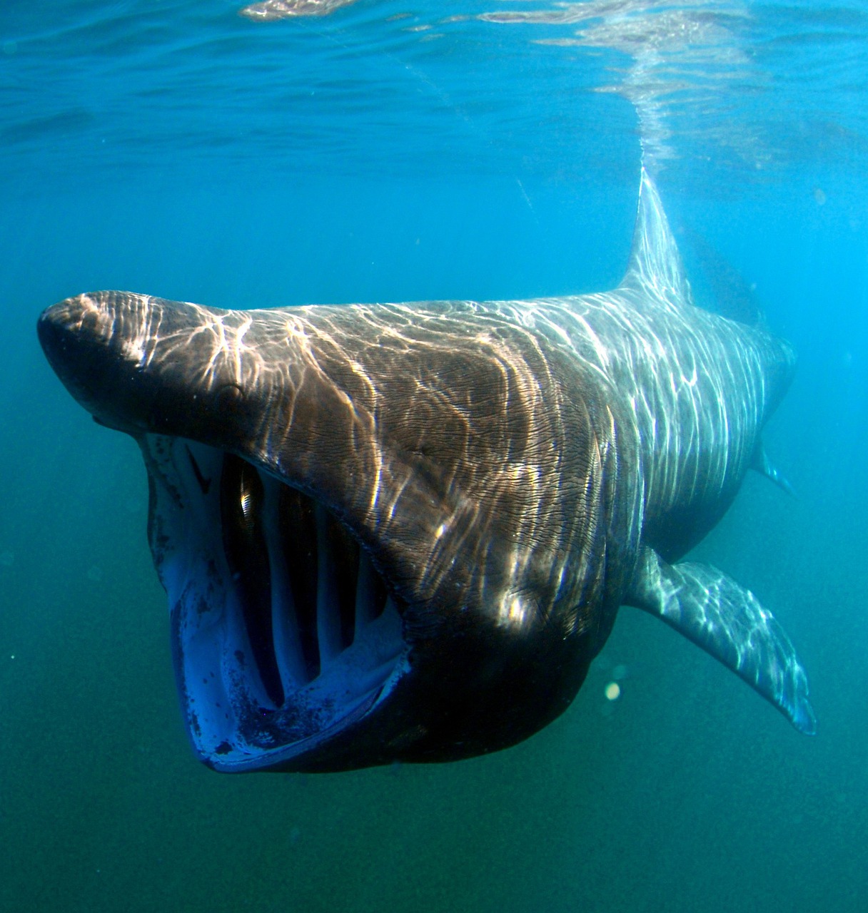 Basking sharks granted new legal protection