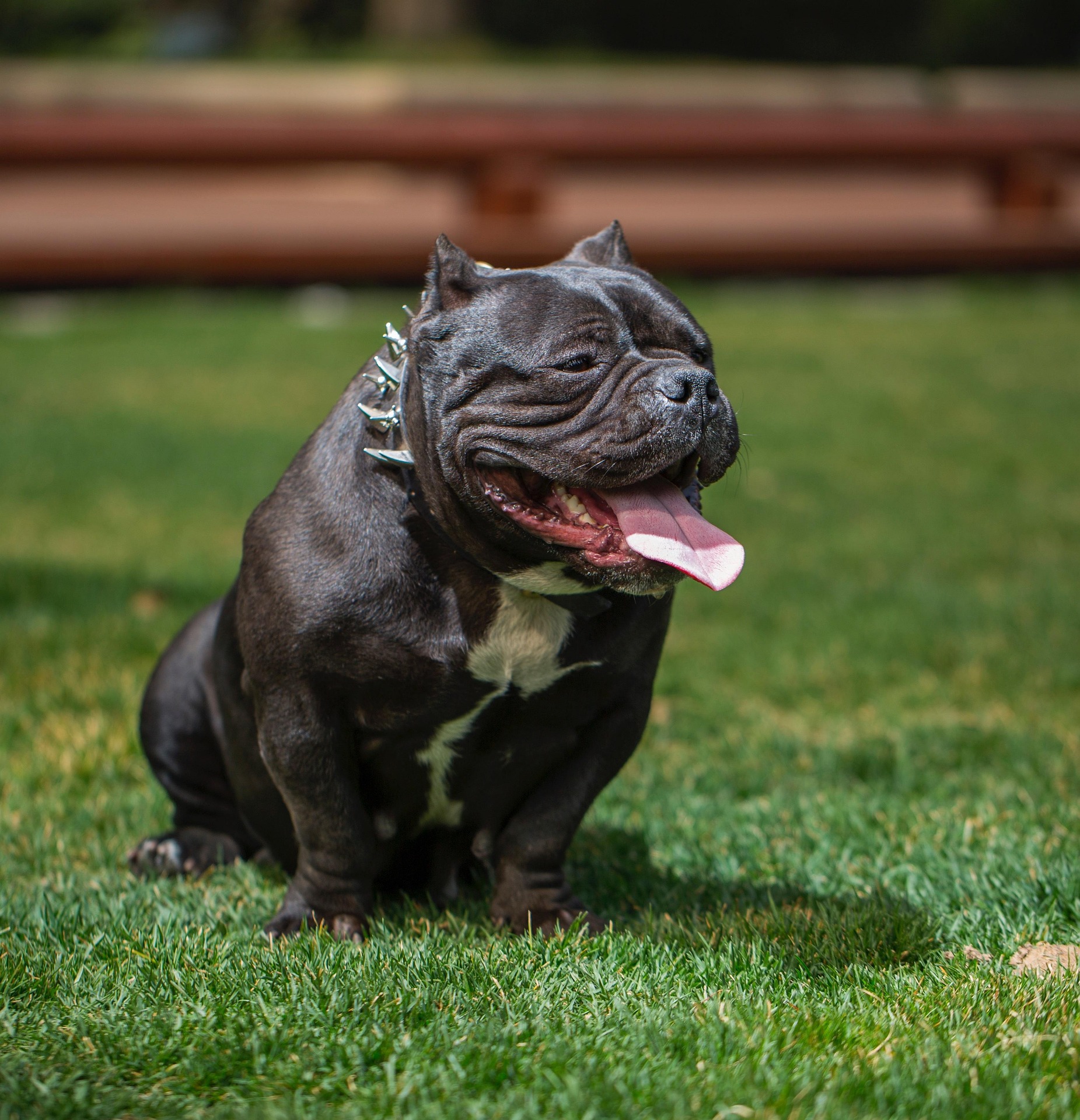 Opinion: Lawyers have role to play in making life better for dogs