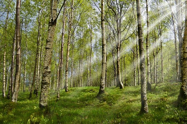 Forestry advice service alleged to be in breach of EU competition laws
