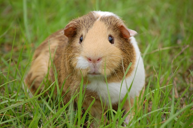 Pet owner to be prosecuted for allegedly abandoning guinea pigs and goldfish