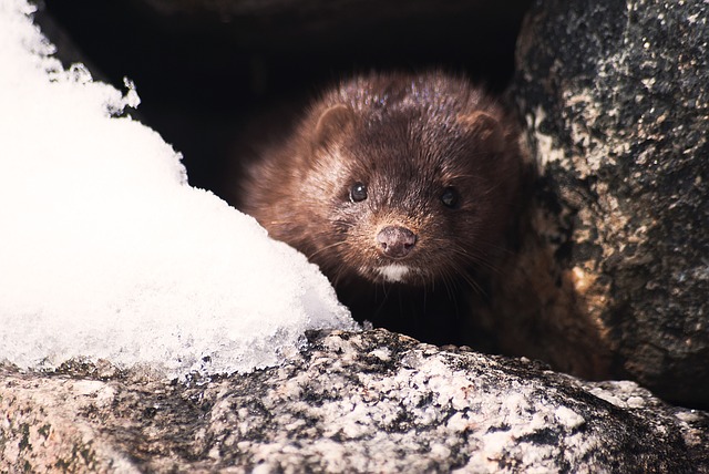 Ban on fur farming comes into effect