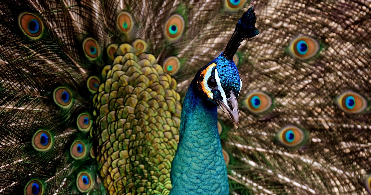 And finally... fowl play